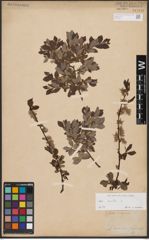 Foto von Salix aurita L.